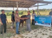 Maknai Hari Raya Idul Adha, Manajemen PT BMB Ber Qurban Bersama Desa Terdekat