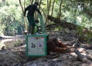12 Individu Orangutan Dilepasliarkan Ke Habitat Aslinya Menuju Kebebasan