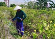 Jaga Kesuburan, Warga Binaan Lapas Sukamara Rutin Lakukan Perawatan Tanaman Cabai