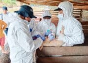 Dinas Pertanian Kapuas : Virus ASF, Penyebab Matinya Puluhan Babi Di Kapuas