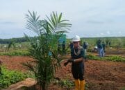 Terobosan Baru & Pertama di Indonesia, Integrasi PSR Sawit dan Padi Gogo
