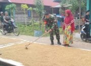 Demi Rakyat, Babinsa BB Bantu Jemur Padi