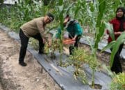 Transformasi Teknologi di Bidang Pertanian Harus Ditingkatkan