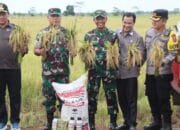 Dandim 1011 Kuala Kapuas Ikuti Panen Raya Padi di Kawasan Food Estate Bersama Wagub Kalteng.