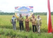 Dampingi Wagub Kalteng, Pj Bupati Nunu Andriani Hadiri Panen Raya di Kawasan Food Estate