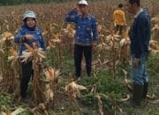 Sukses, Pemkab Barsel Panen Jagung Composite Perdana