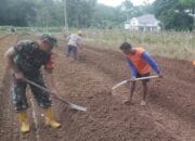 Dukunga Program Hanpangan, Inilah Bukti Nyata Babinsa LAS Terhadap Rakyat