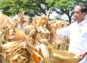 Panen Jagung, Presiden Jokowi Tegaskan Pentingnya Keseimbangan Harga