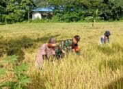 Turun ke Sawah, Babinsa BAS Bantu Warga Panen
