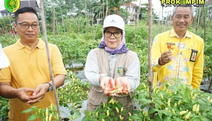 Manfaatkan Lahan Kosong Pekarangan Rumah Untuk Ketahanan Pangan Keluarga