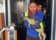 Masuk Rumah, Tim Rescue Dishut berhasil Evakuasi Dua ekor Biawak