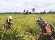 Dukung Program Ketahanan Pangan, Ini Kegiatan Babinsa Barabai