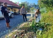 Teror Mabuk Kecubung, Polsek Pelaihari Musnahkan Pohon Kecubung