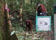 Yayasan BOS : Refleksi Perjalanan Panjang Masa Depan Orangutan di Hari Orangutan