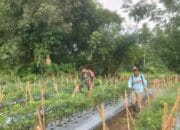 Ketahanan Pangan, TNI Dorong Pertanian Berkelanjutan Di HST
