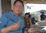 Musim Hujan, Produktivitas Udang Vaname di Kalteng Meningkat Signifikan
