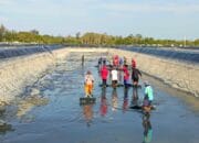 Dislutkan Kalteng Lakukan Pembersihan Tambak Udang Vaname di Sukamara