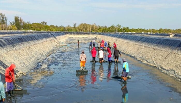 Dislutkan Kalteng Lakukan Pembersihan Tambak Udang Vaname di Sukamara