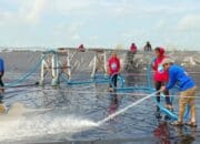 Dislutkan Kalteng Tingkatkan Kualitas Shrimp Estate Berkah Sukamara