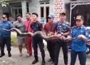 Mangsa Kucing, Tim Rescue Damkarmat Palangka Raya Berhasil Evakuasi Seekor Ular Piton