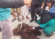 Masuk Permukiman, Orang Utan Tewas Akibat Tersengat Listrik Hebohkan Warga