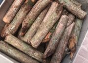 Tanaman Akar Bajakah: Potensi Obat Tradisional Kanker yang Terabaikan