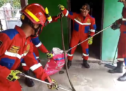 Petugas Rescue Damkarmat Palangka Raya Berhasil Evakuasi Ular Kobra dari Toko