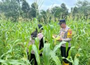 Polsek Rungan Manfaatkan Lahan Kosong untuk Dukung Ketahanan Pangan