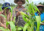 Polsek Tewah Ikut Sukseskan Ketahanan  Pangan Untuk Wilayah Tewah