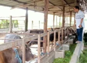Jelang Hari Raya, DPKP Kota Palangka Raya Pastikan Hewan Kurban Sehat