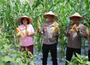 Kapolda Kalteng Bersama Bhayangkari Panen Jagung di Lahan Pekarangan Pangan Lestari