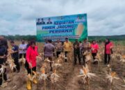 Panen Tujuh Ton Jagung, Polres Gumas Dukung Ketahanan Pangan