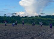Bersama Warga Tanam Jagung Hibrida, Ini kegiatan Polsek Manuhing Dukung Ketahanan Pangan