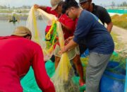 Tambak Udang Vaname Dorong PAD dan Serap Tenaga Lokal, Panen Capai 7,2 Ton