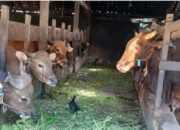 Wujud Kepedulian, Pemprov Kalteng Salurkan Bantuan Hewan Kurban ke 14 Kabupaten/Kota