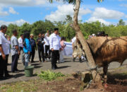 Pemkab pulpis Terima 35 Ekor Hewan Qurban dari Pemprov Kalteng