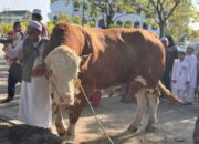Presiden Prabowo Serahkan Sapi 1,1 Ton, Bukti Keunggulan Peternak Kalteng