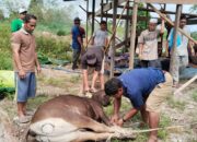 Lebaran Idul Adha 1446 H, Pemdes Supang Terima Hewan Kurban Bantuan Bupati Kapuas