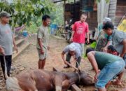 Pemdes Sei Hanyo Terima Hewan Kurban, Terima Kasih Pemkab Kapuas