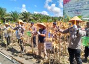 Kapolda Kalteng Bersama Wagub Panen Raya Jagung Serentak Kuartal II di Pulang Pisau