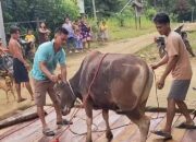 Pemkab Kapuas Bantu Hewan Qurban, Ini Pesan Kades Hurtam