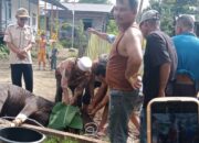 Terima Hewan Qurban, Kades Bulau Ngandung Ucapkan Terima Kasih Kepada Bupati Wiyatno