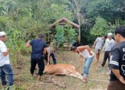 Bantuan Hewan Qurban, Pemdes TS Ucapkan Terima Kasih Pemkab Kapuas