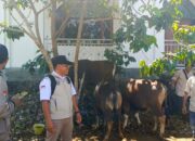 Salurkan Daging Kurban Bantuan Bupati Kapuas, Kades RB: Sangat Bermanfaat Bagi Warga