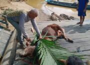 Pemdes Tumbang Tihis Bagikan Daging Kurban Bantuan Bupati Kapuas
