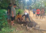 Berkah Idul Adha 1446, Pemkab Serahkan Bantuan Hewan Qurban kepada Pemdes Tumbang Manyarung