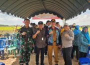 Kalteng Serius Jaga Ketahanan Pangan: Panen Raya Padi di Kapuas Jadi Bukti Konkret