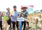 Bupati Ahmad Rifa’i Hadiri Panen Jagung Serentak Kuartal III Program Ketahanan Pangan Bersama Kapolda Kalteng