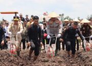 Program Ketahanan Pangan, Gubernur Agustiar dan Kapolda Kalteng Tanam Jagung di Lahan 136 Hektare