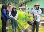 Perkuat Program Ketahanan Pangan Berbasis Perikanan, DKPP Barito Utara Gelar Panen Bibit Ikan di BPBAT Lahei
